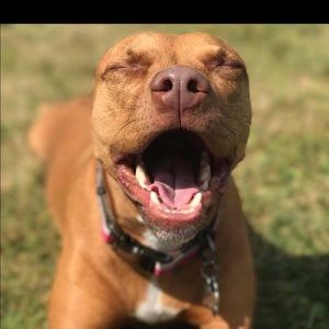 Meet your Posher, Dina